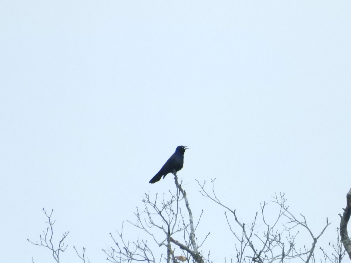 Common Grackle - ML645623517