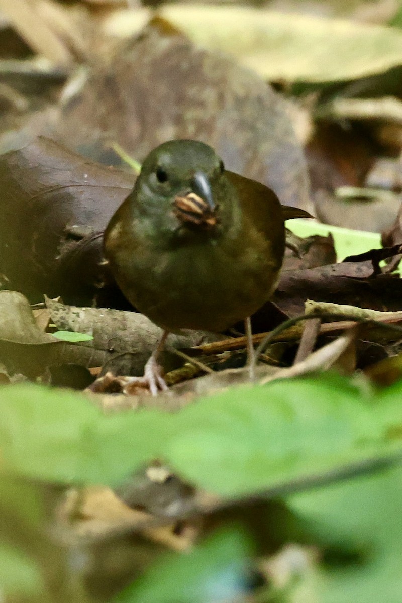 St. Lucia Black Finch - ML645623519