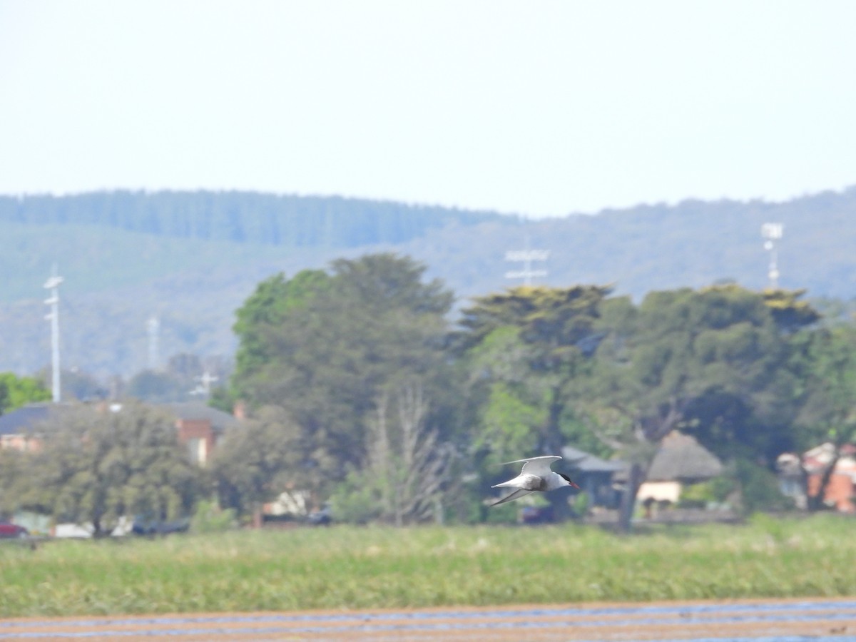 Whiskered Tern - ML645623523