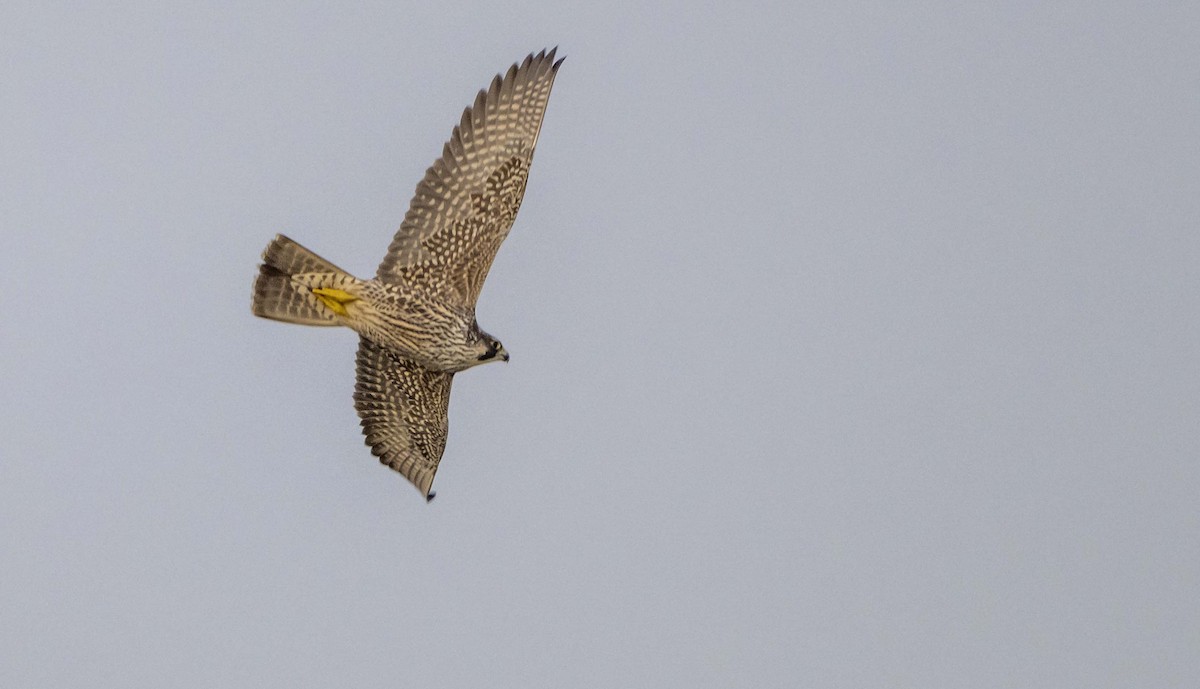 sokol stěhovavý - ML645623528