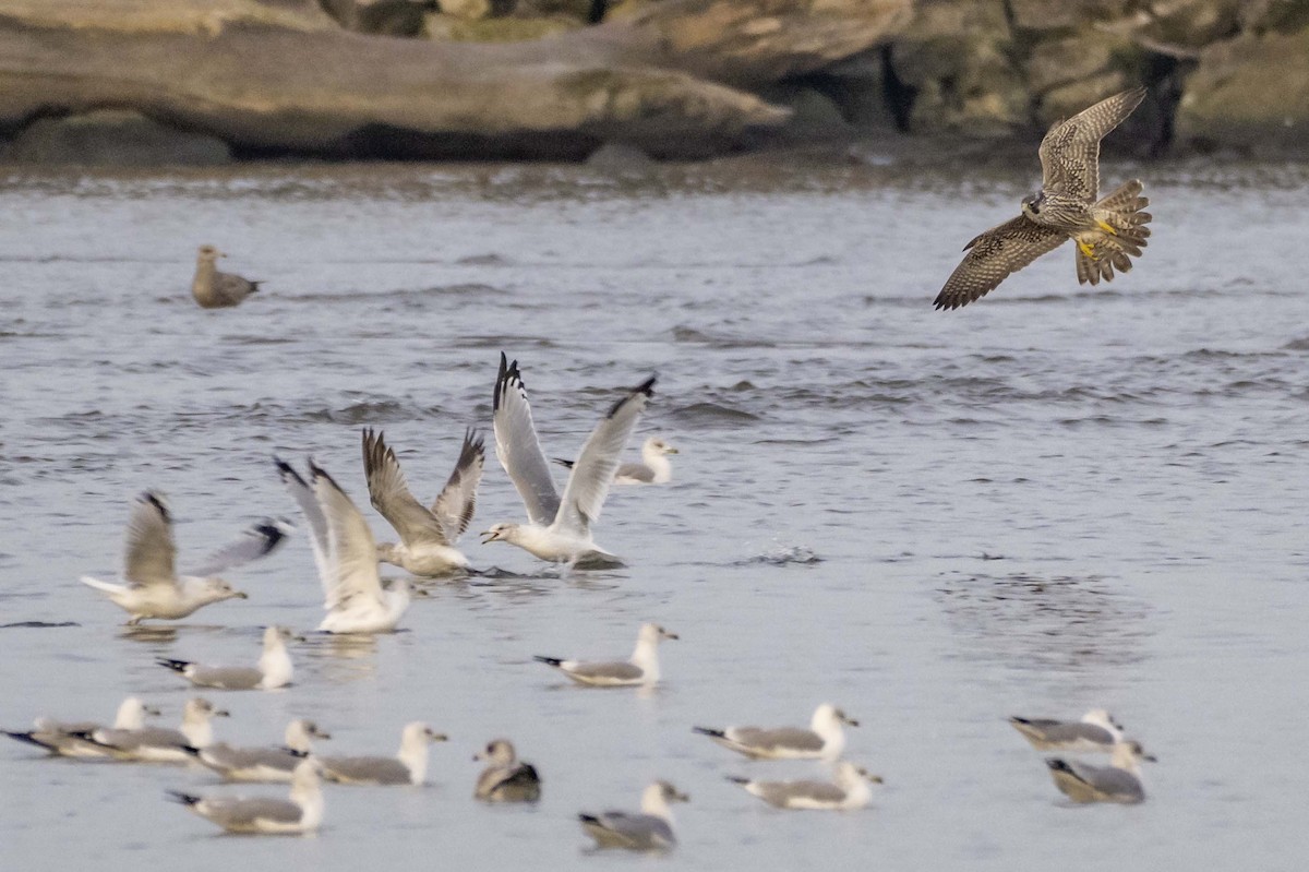 sokol stěhovavý - ML645623529