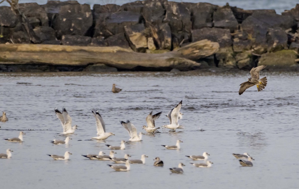 sokol stěhovavý - ML645623530