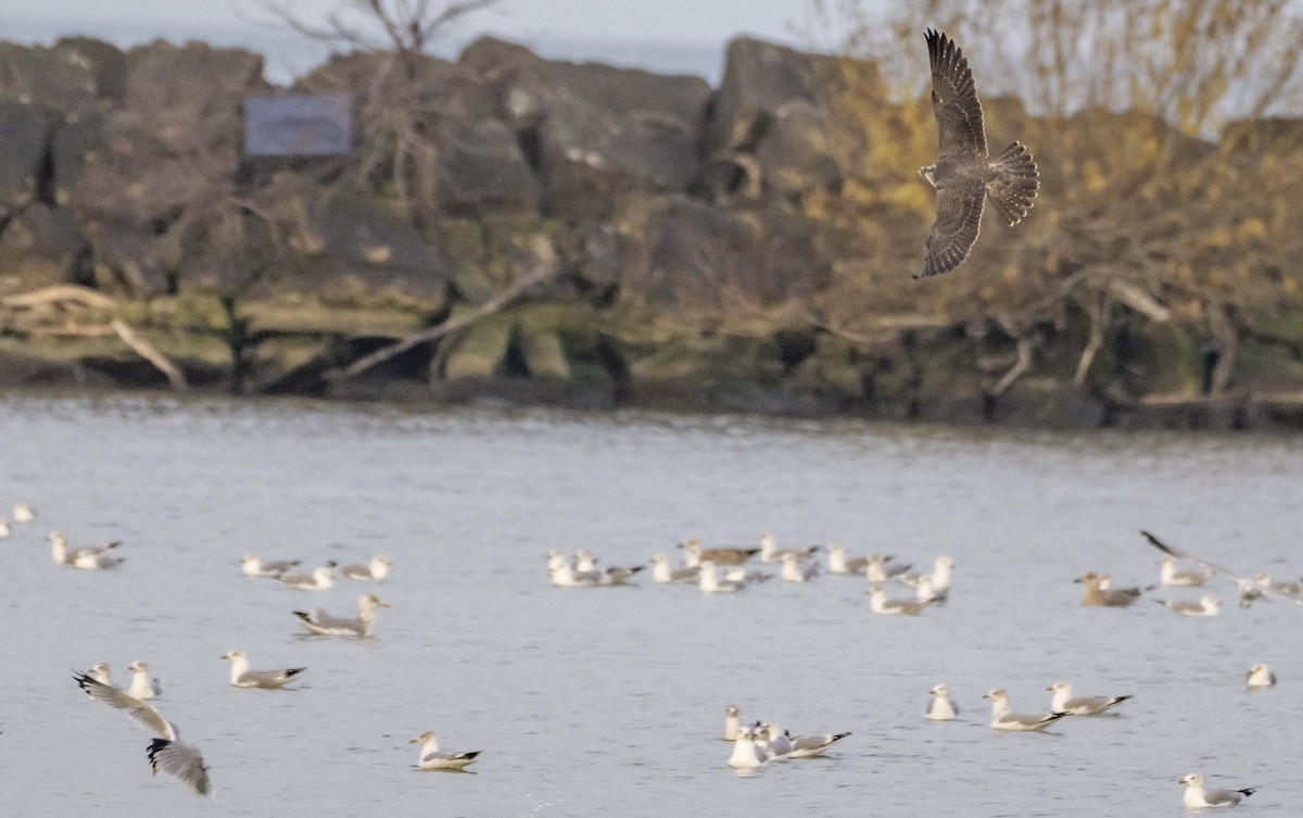 sokol stěhovavý - ML645623531