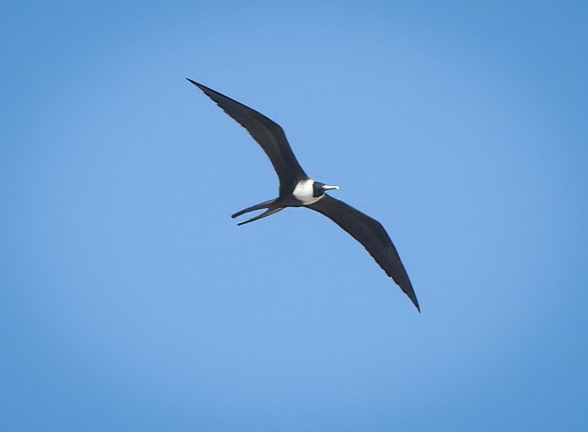 Frégate superbe - ML645623534