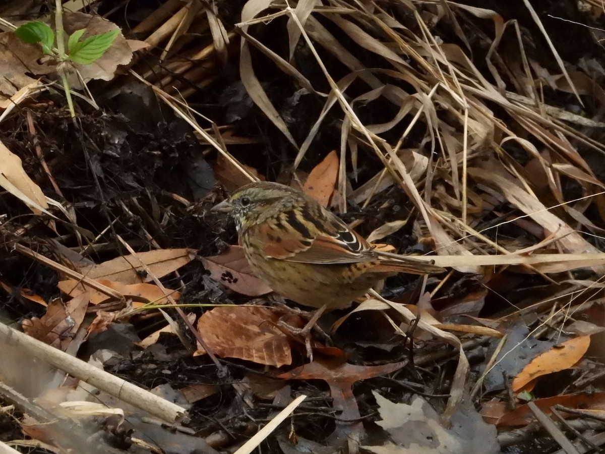 Swamp Sparrow - ML645623535