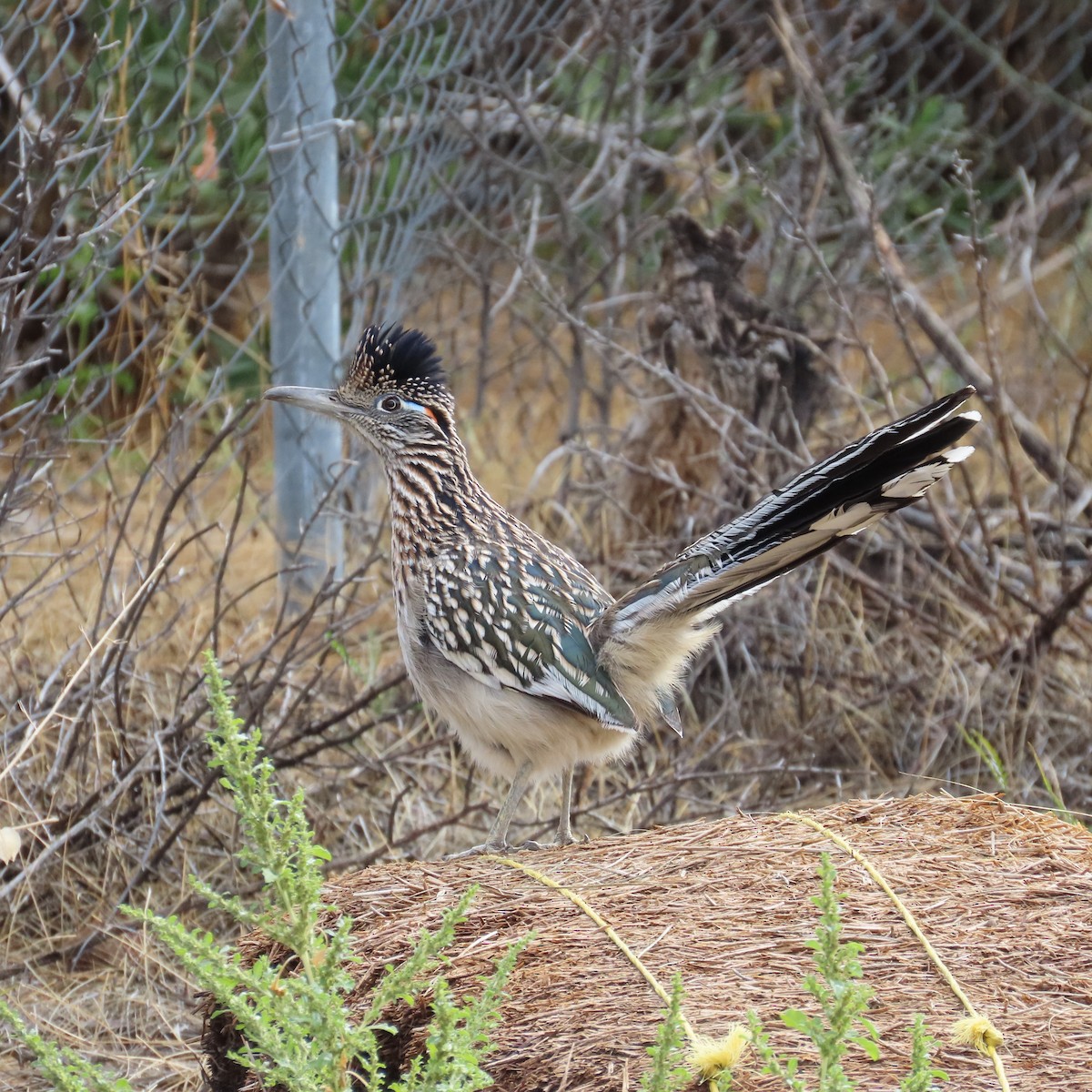 Greater Roadrunner - ML645623543