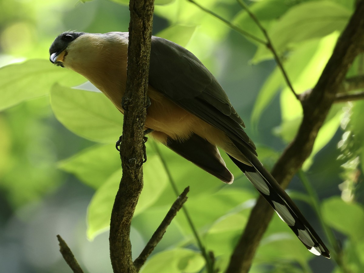 Mangrove Cuckoo - ML645623547