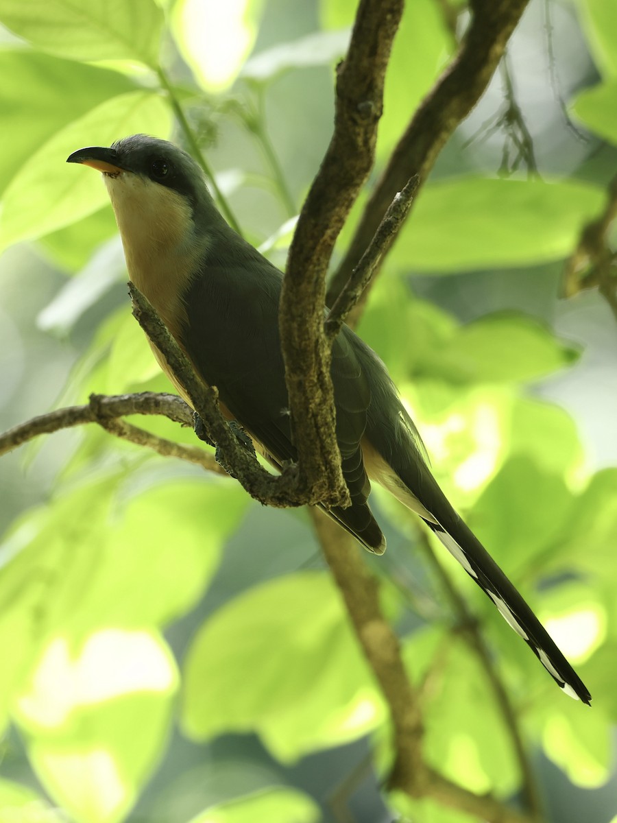 Mangrove Cuckoo - ML645623548