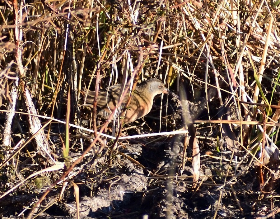 Virginia Rail - ML645623554