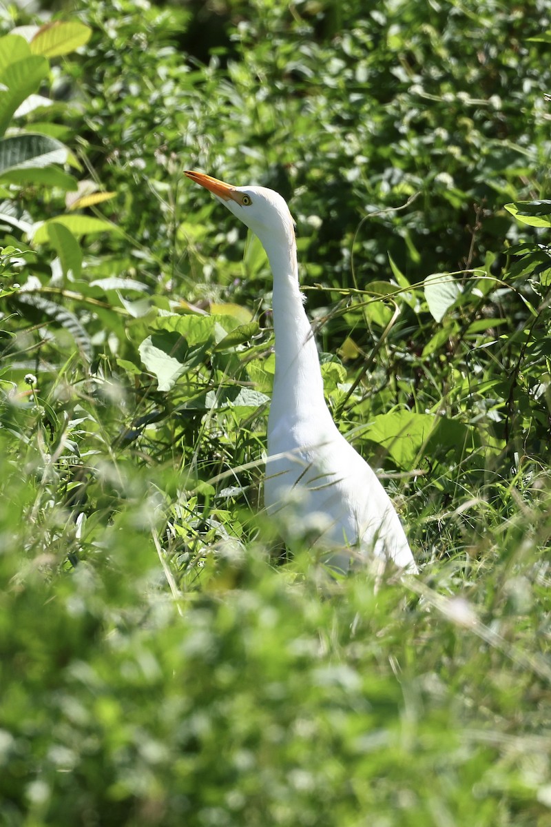 Western Cattle-Egret - ML645623555