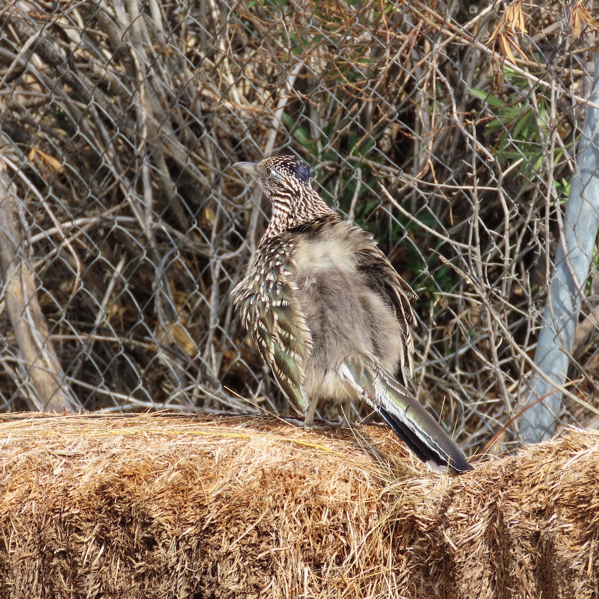Greater Roadrunner - ML645623560
