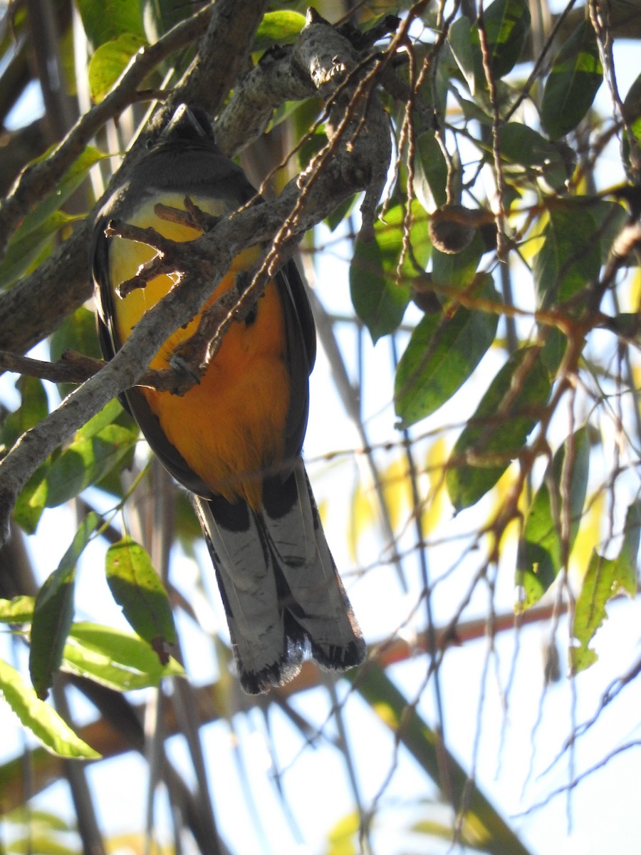 Citreoline Trogon - ML645623566