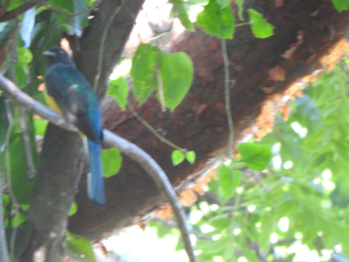 Citreoline Trogon - ML645623567