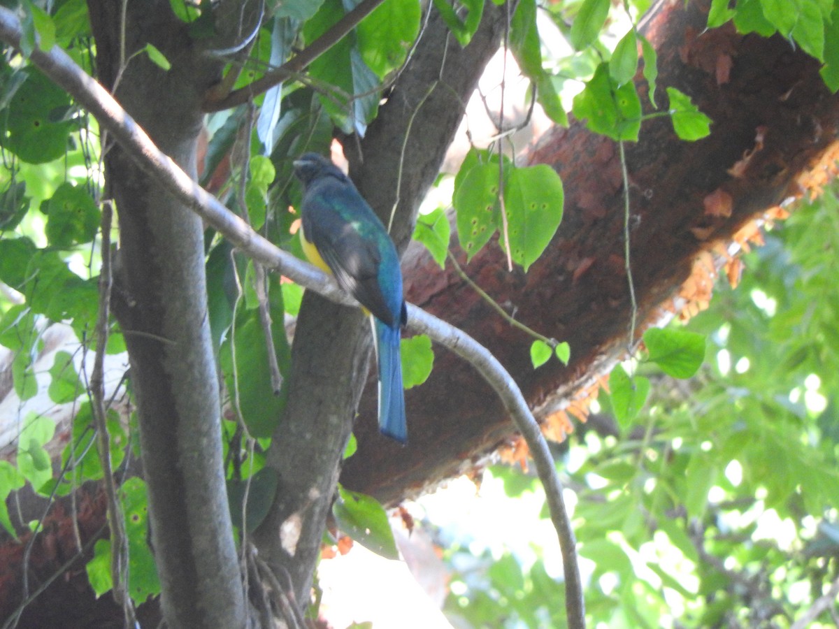 Citreoline Trogon - ML645623568