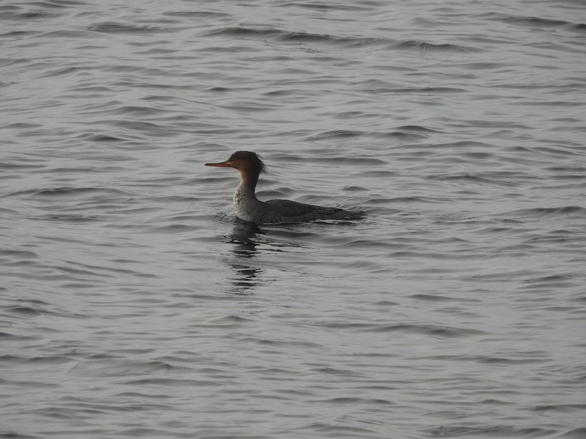 Red-breasted Merganser - ML645623576