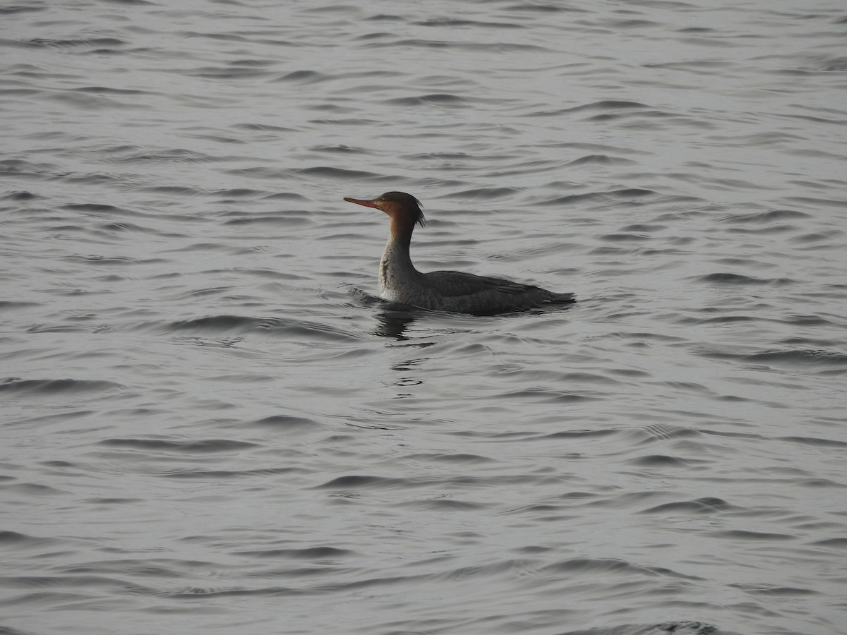 Red-breasted Merganser - ML645623577