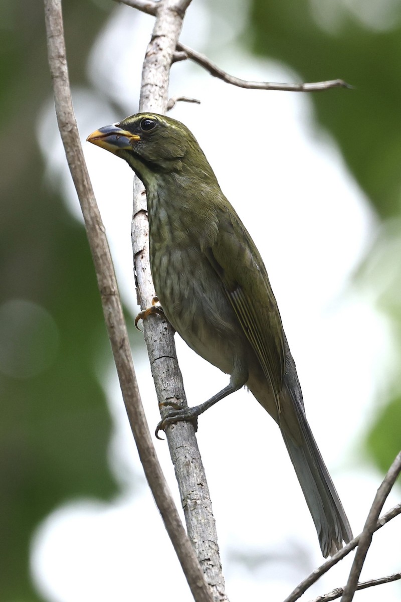 Lesser Antillean Saltator - ML645623580