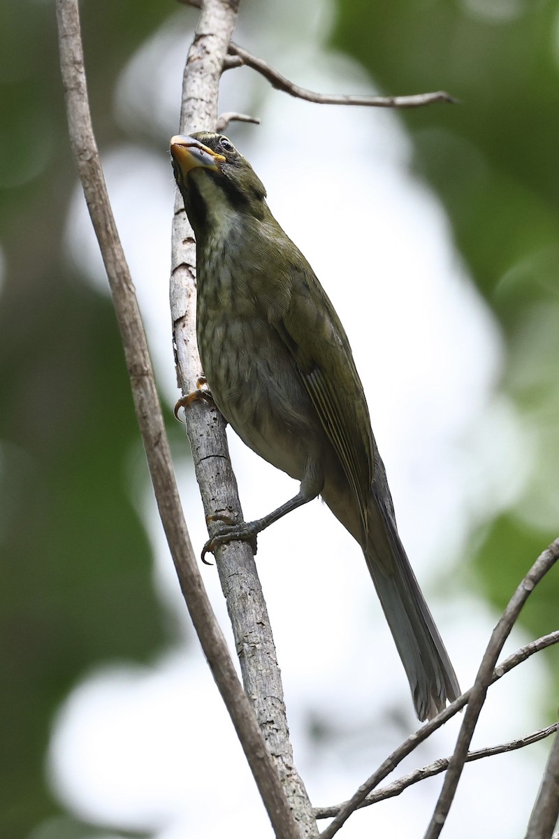 Lesser Antillean Saltator - ML645623581
