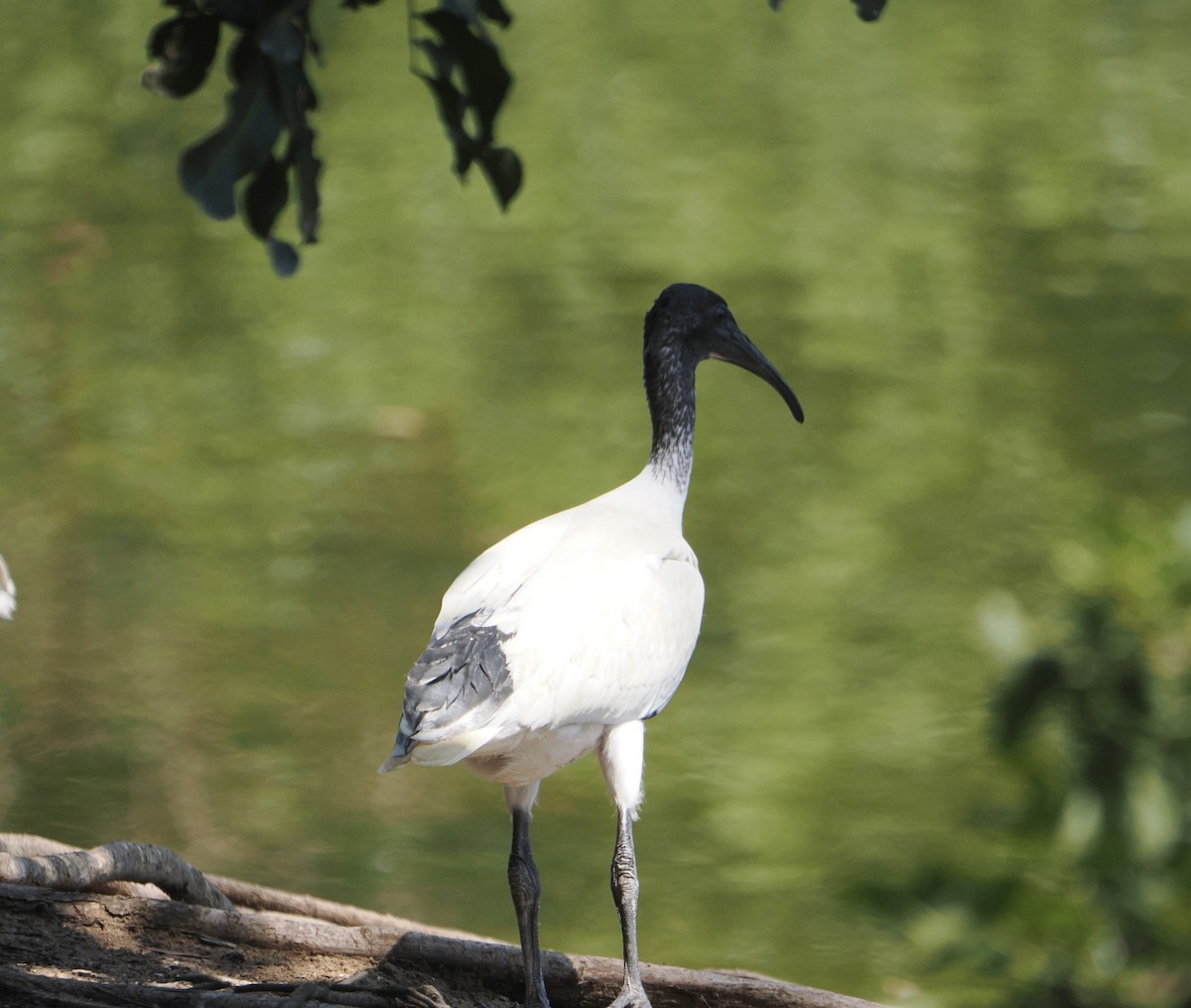 Australian Ibis - ML645623582