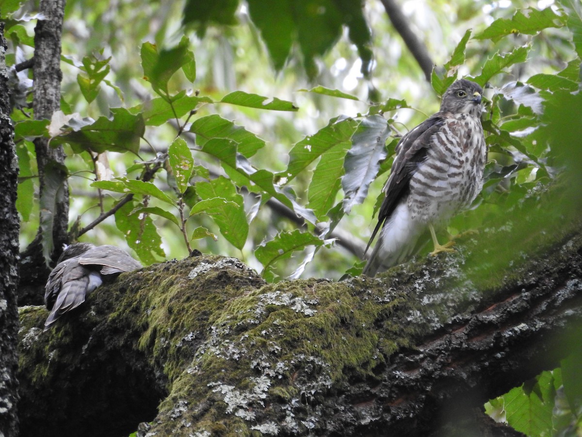 Japanese Sparrowhawk - ML645623583