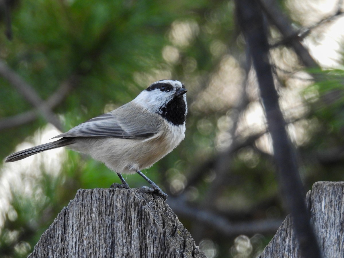 Mountain Chickadee - ML645623584