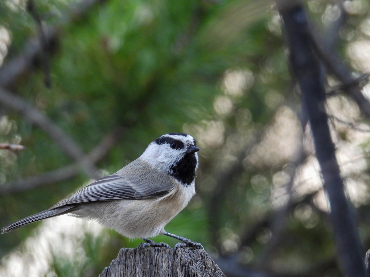 Mountain Chickadee - ML645623585