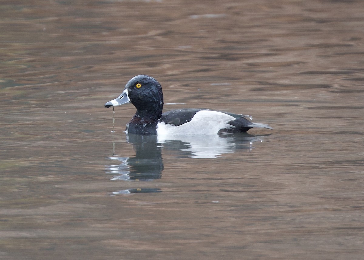 Ring-necked Duck x Greater Scaup (hybrid) - ML645623586