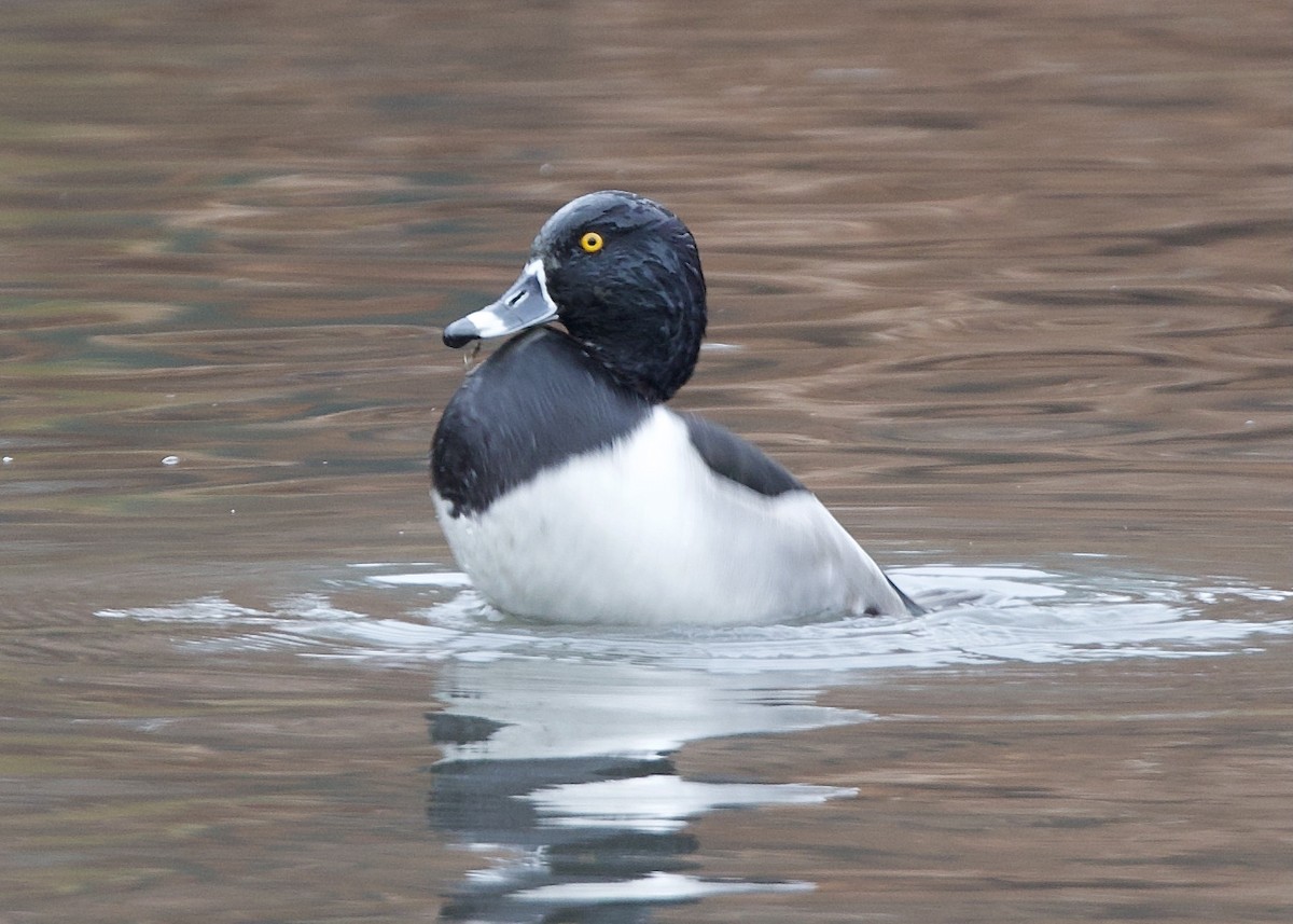 Ring-necked Duck x Greater Scaup (hybrid) - ML645623587