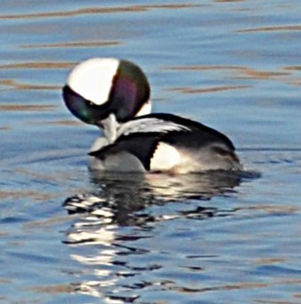 Bufflehead - ML645623588