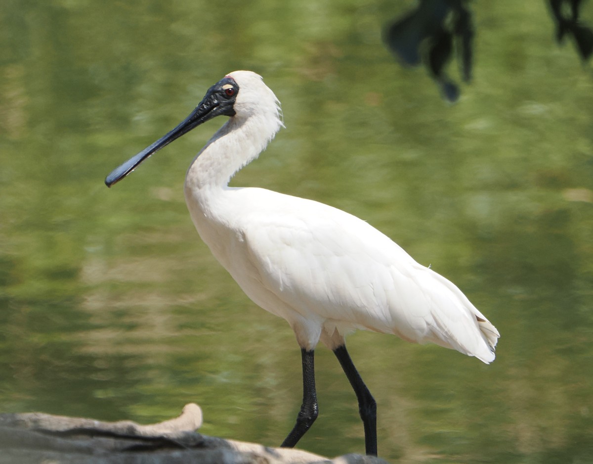 Royal Spoonbill - ML645623589