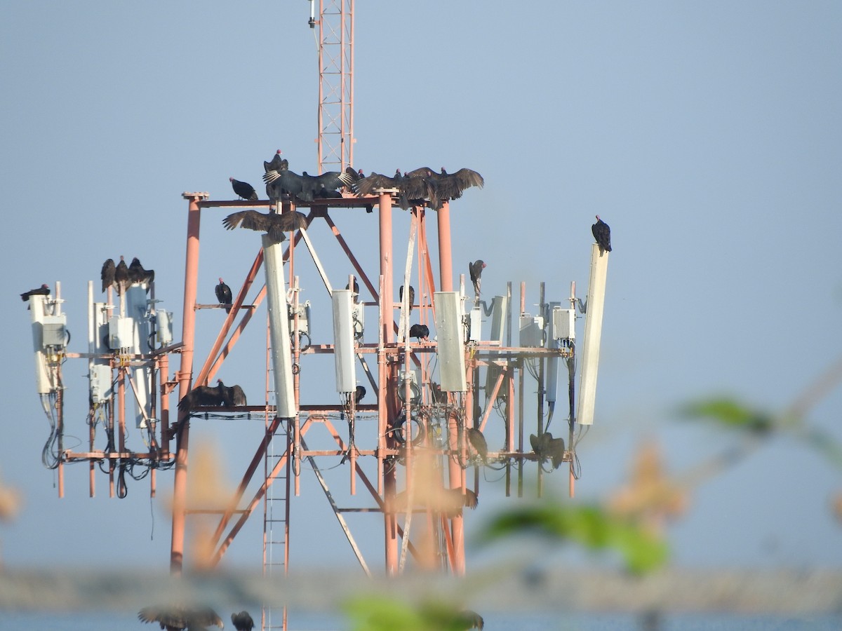Turkey Vulture - ML645623590