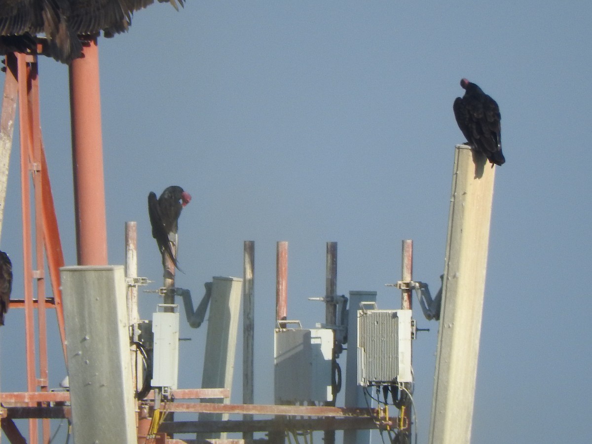Turkey Vulture - ML645623591