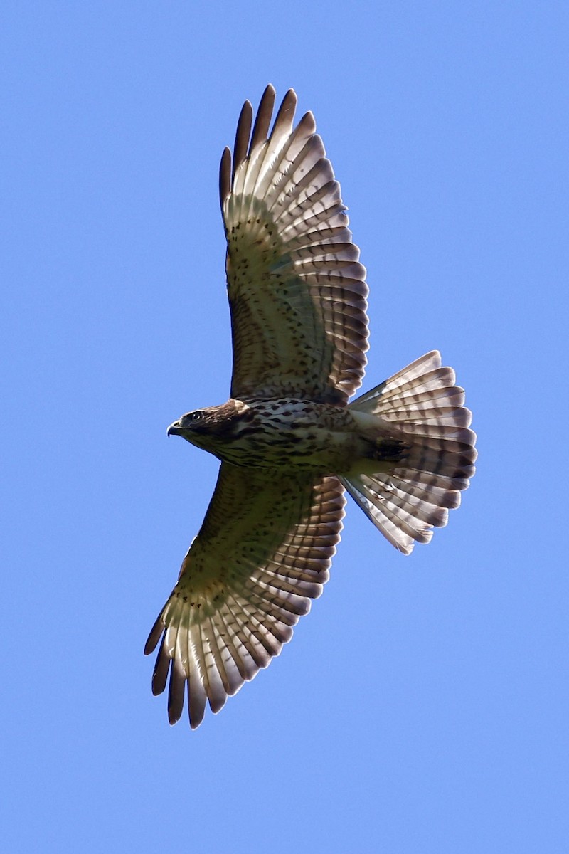 Broad-winged Hawk (Caribbean) - ML645623592