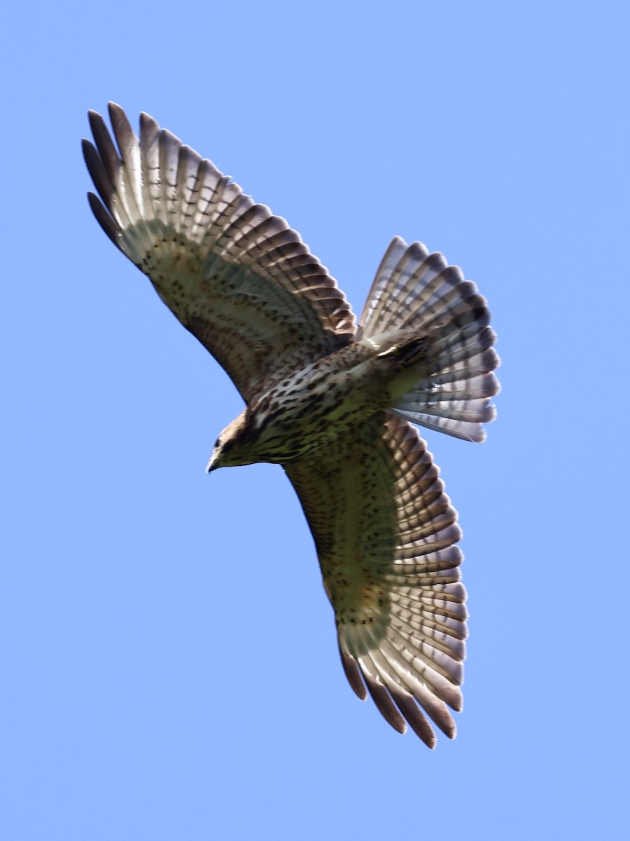 Broad-winged Hawk (Caribbean) - ML645623593
