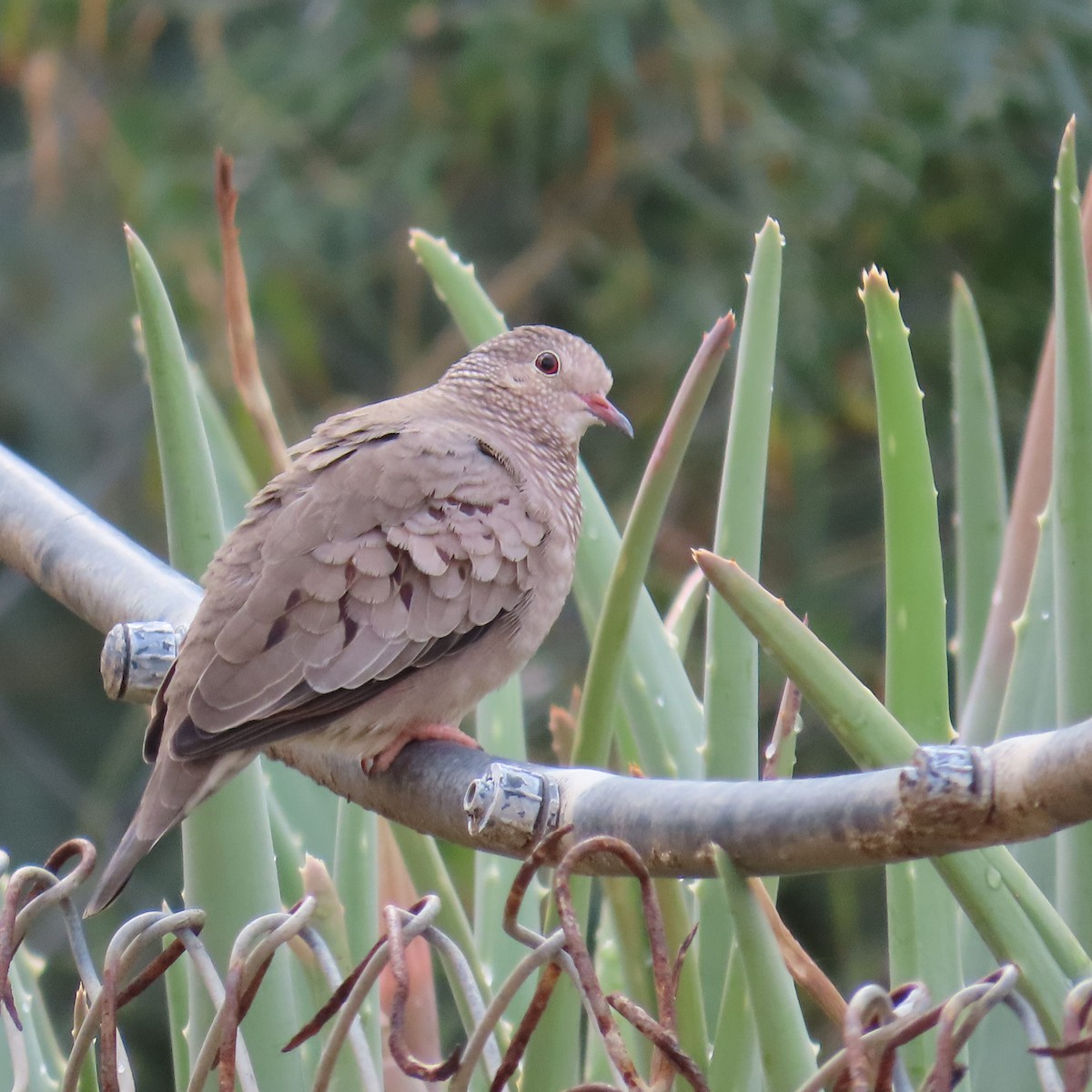 Common Ground Dove - ML645623595