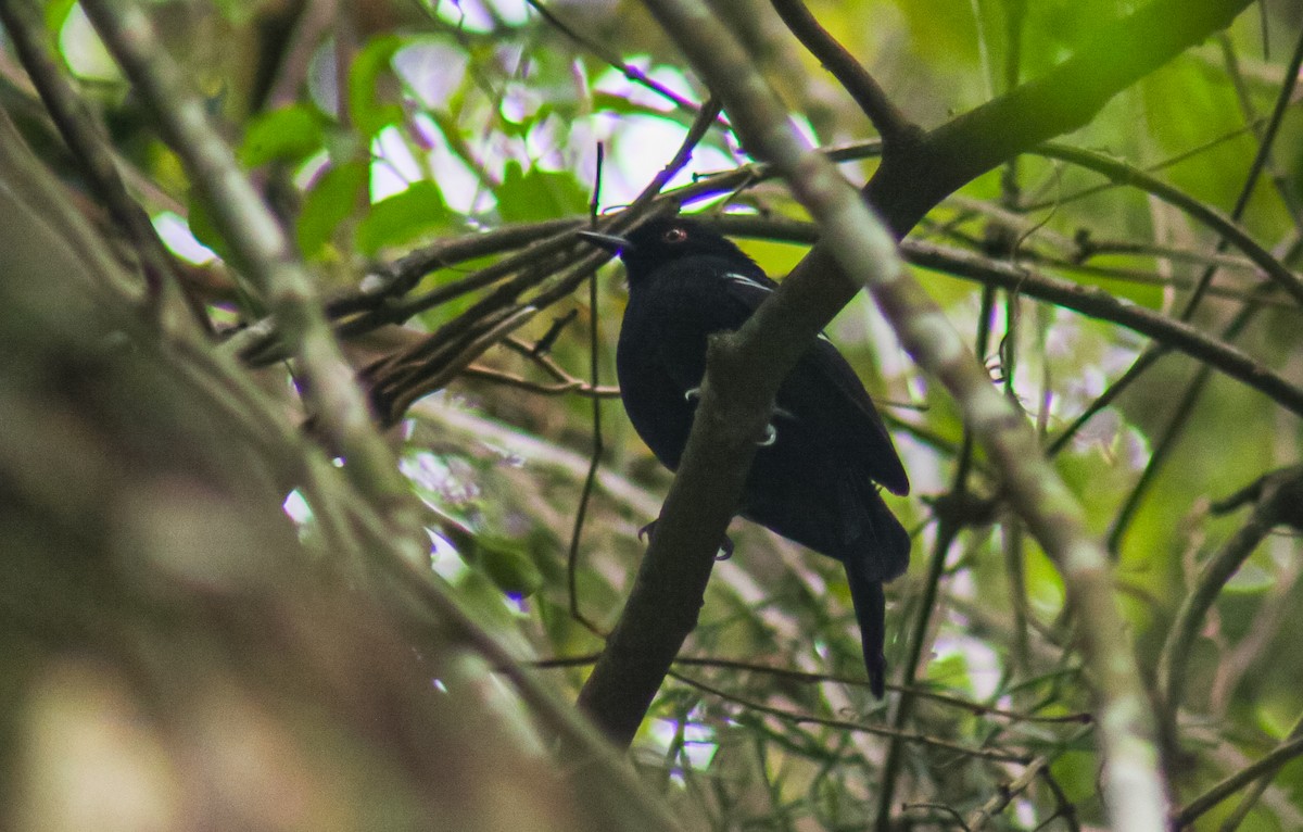 White-shouldered Fire-eye - ML645623598