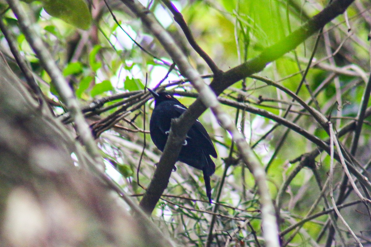 White-shouldered Fire-eye - ML645623599