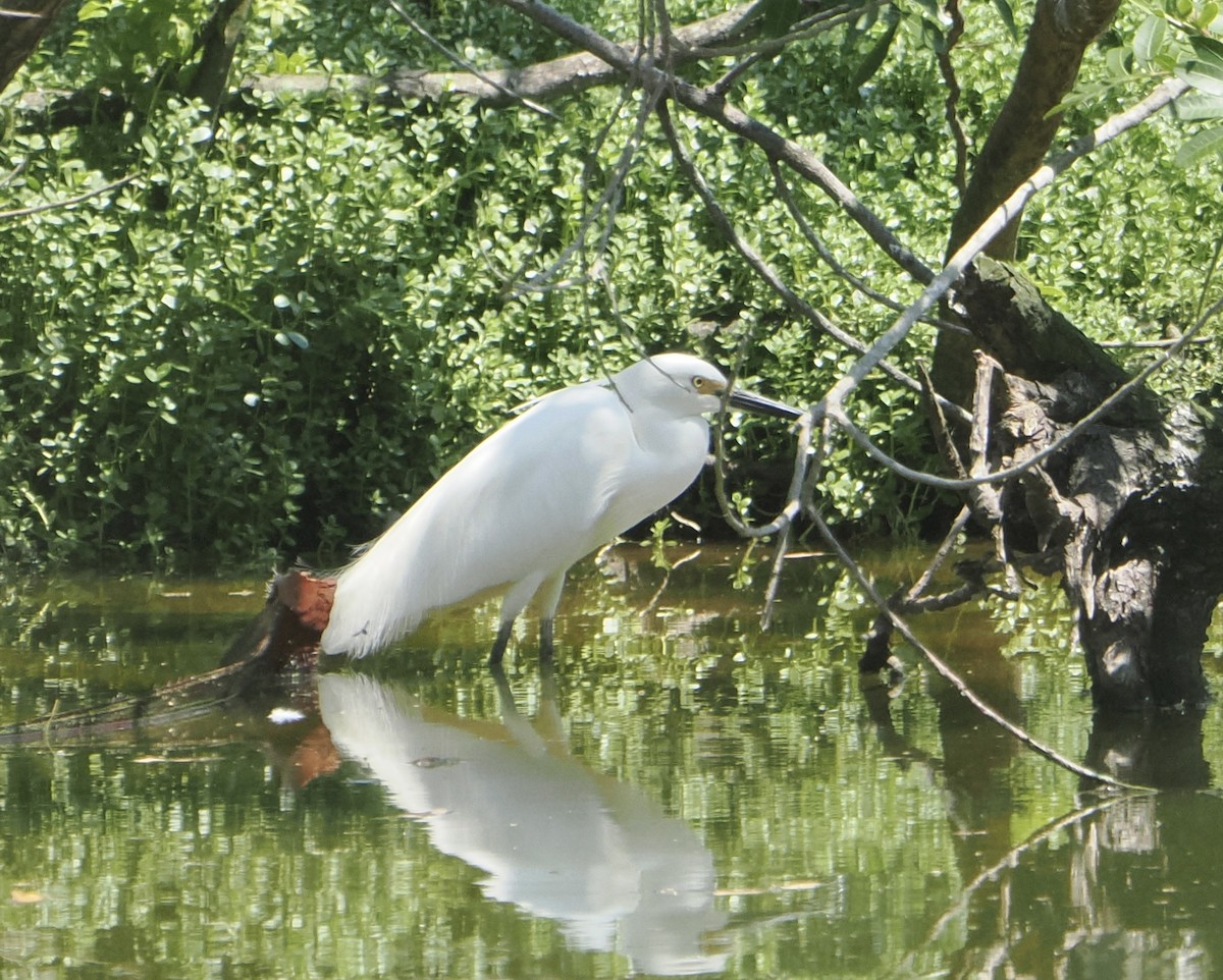 Little Egret - ML645623602