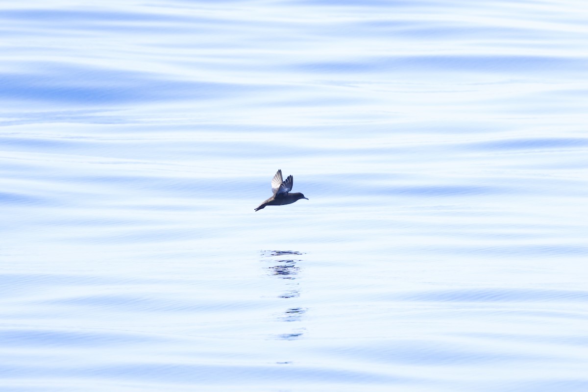Sooty Shearwater - ML645623606