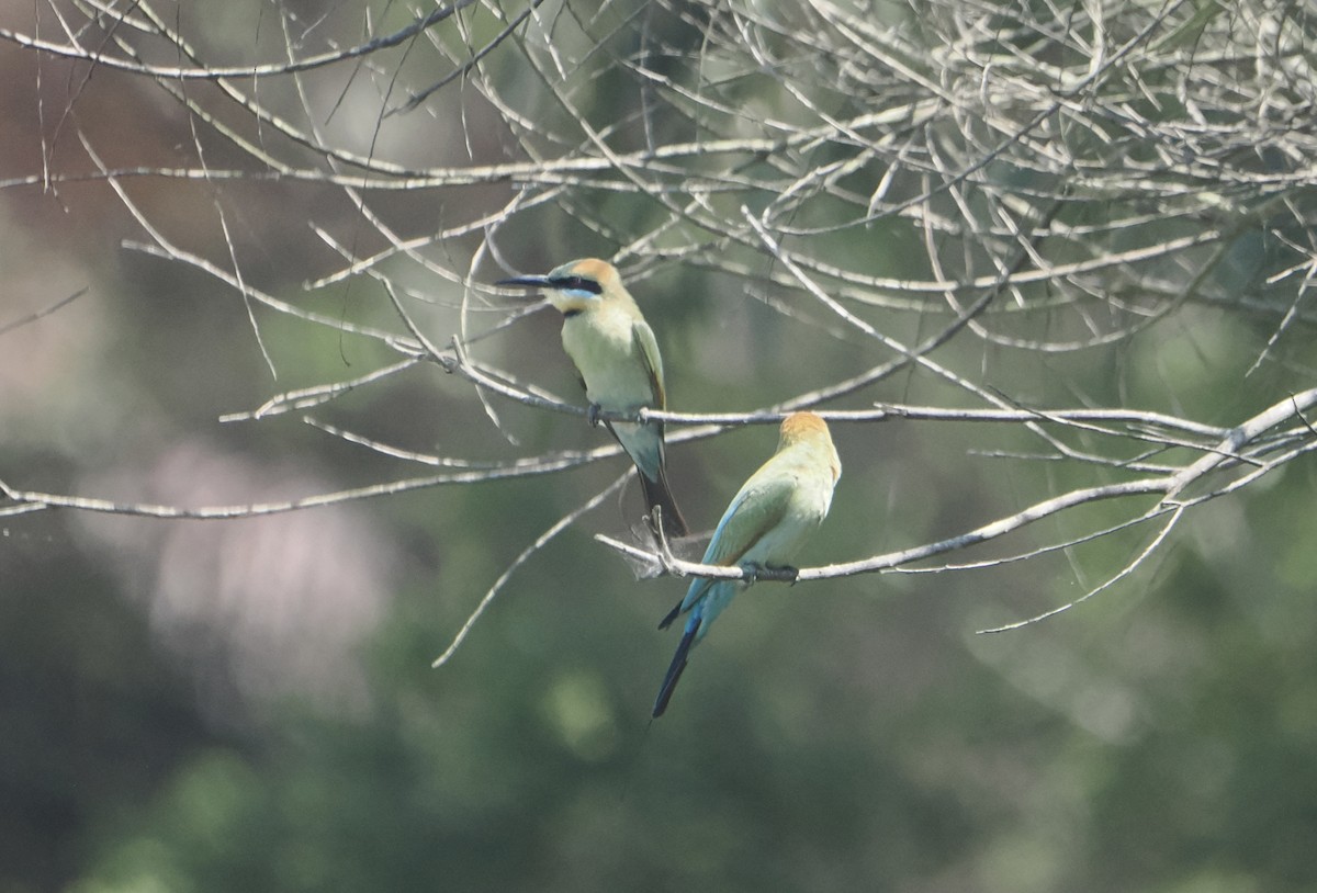 Rainbow Bee-eater - ML645623607