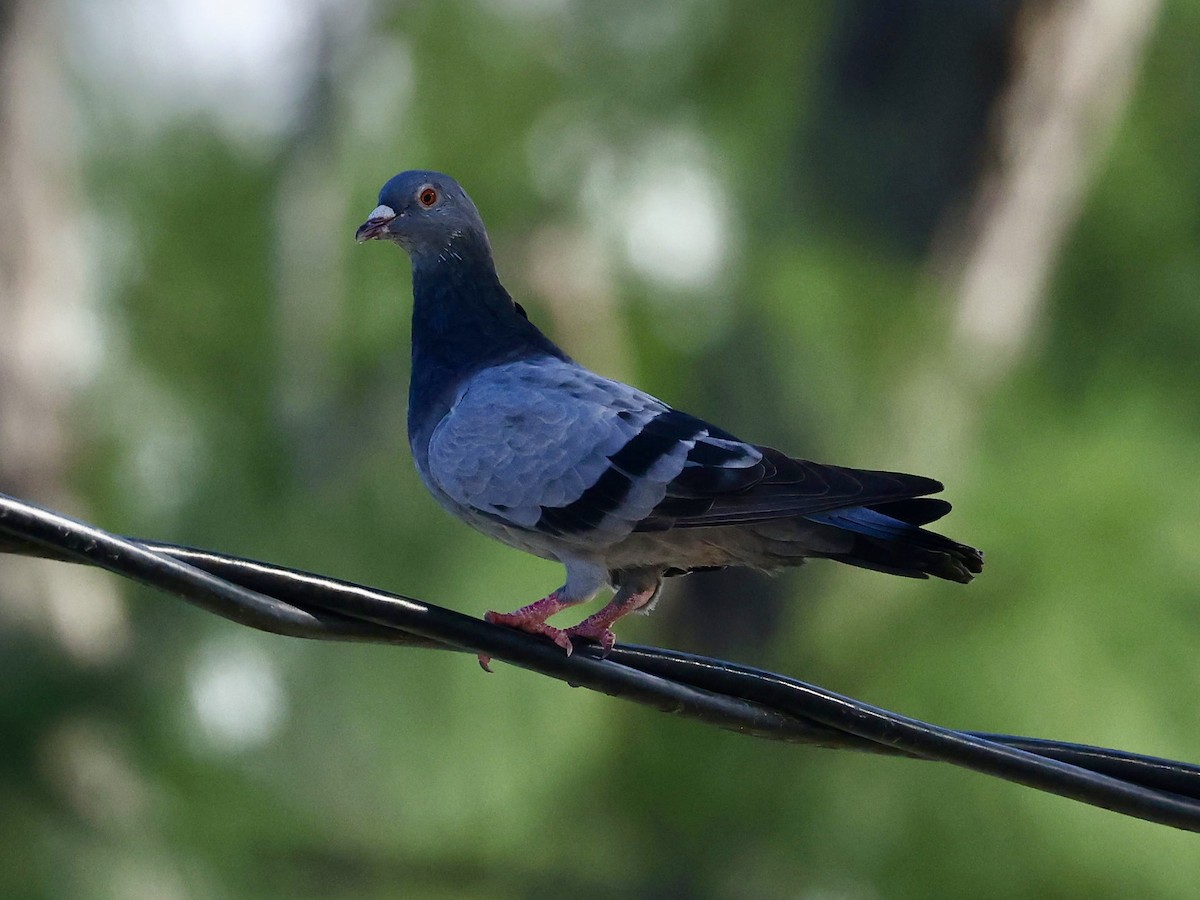 Rock Pigeon (Feral Pigeon) - ML645623618
