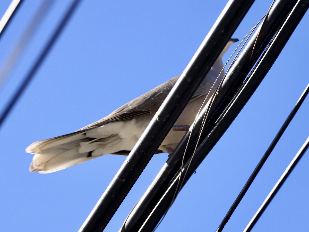 Eurasian Collared-Dove - ML645623624
