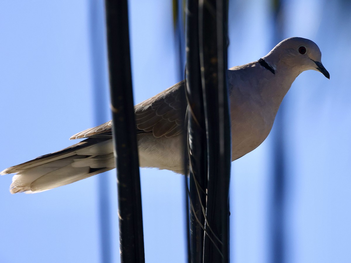 Eurasian Collared-Dove - ML645623625