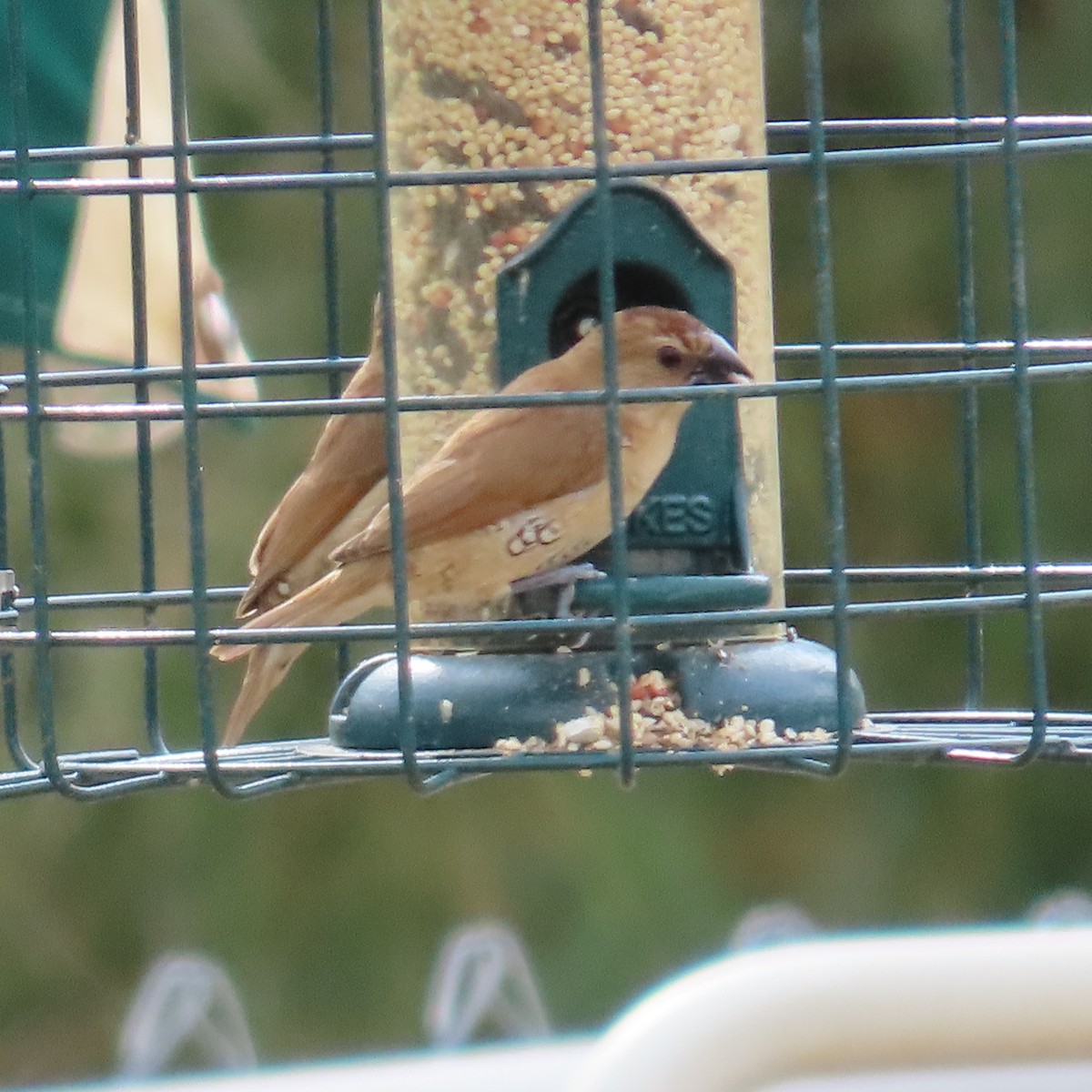 Scaly-breasted Munia - ML645623626