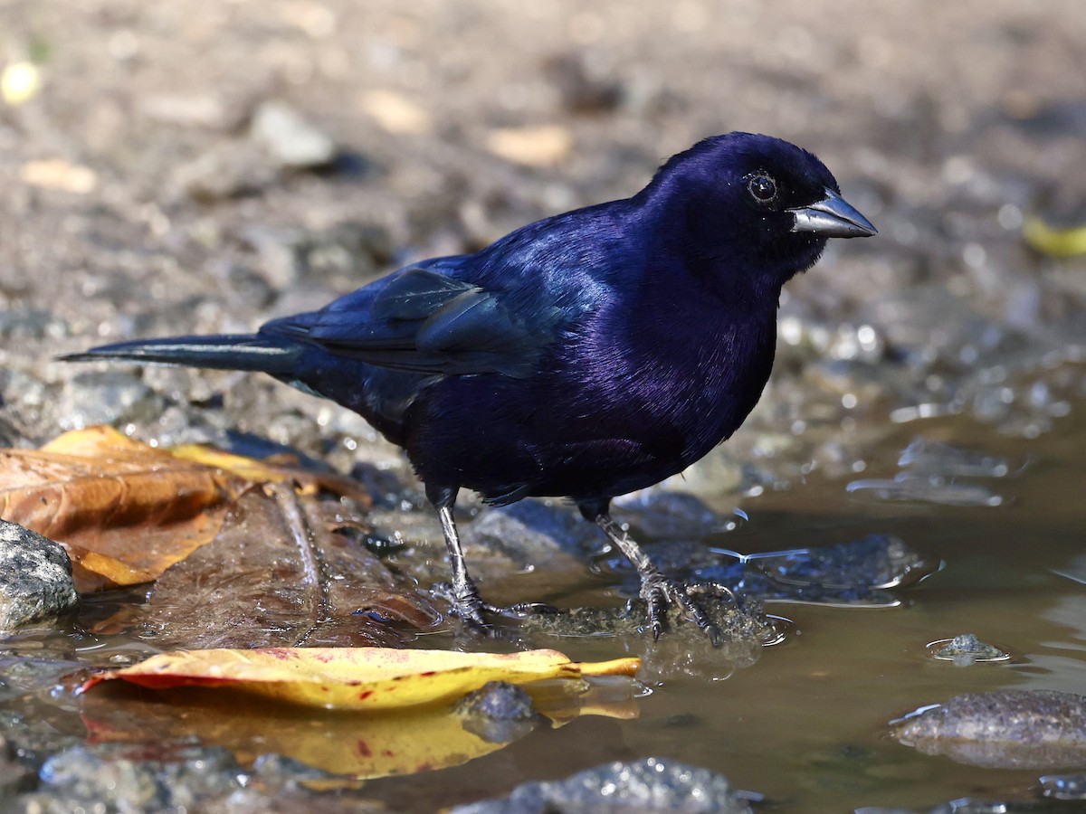 Shiny Cowbird - ML645623630