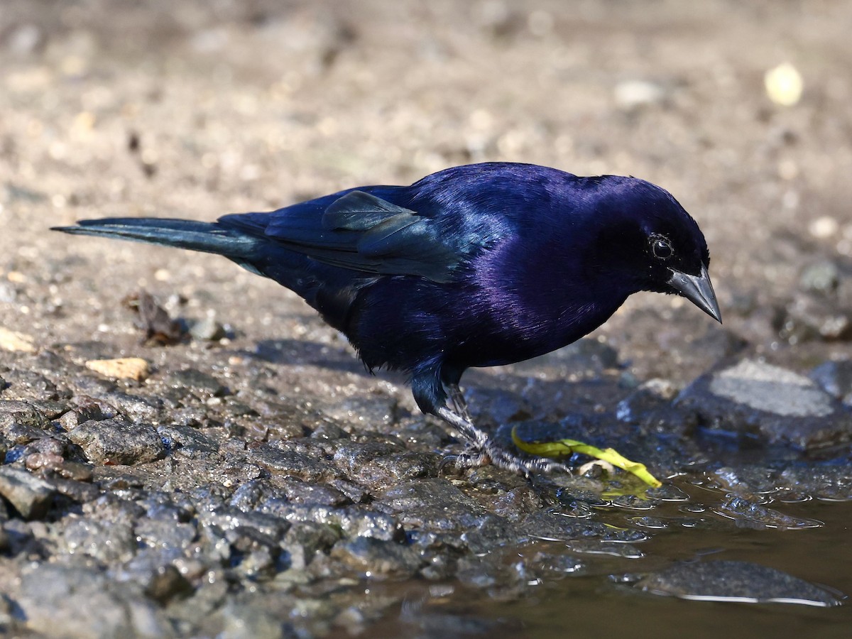 Shiny Cowbird - ML645623631