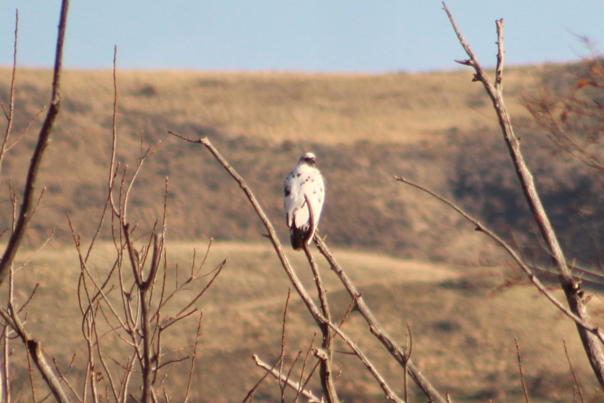 Red-tailed Hawk - ML645623636