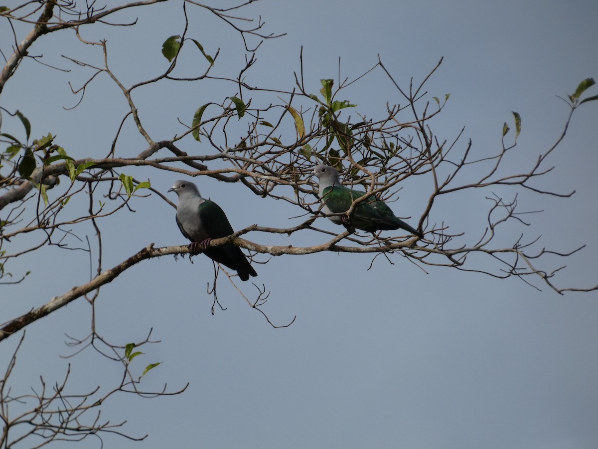 Green Imperial-Pigeon - ML645623639
