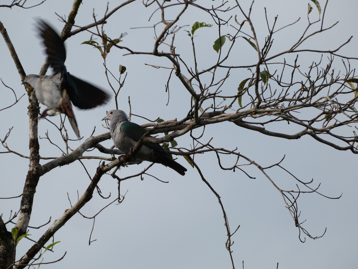 Green Imperial-Pigeon - ML645623654