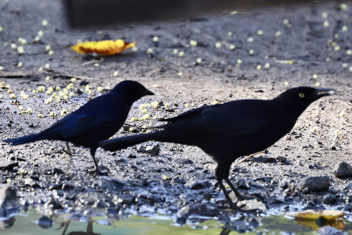 Carib Grackle - ML645623656